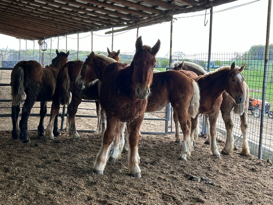 Manji de vanzare 7 Bucăți