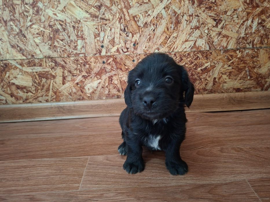 Щенки   спаниэля