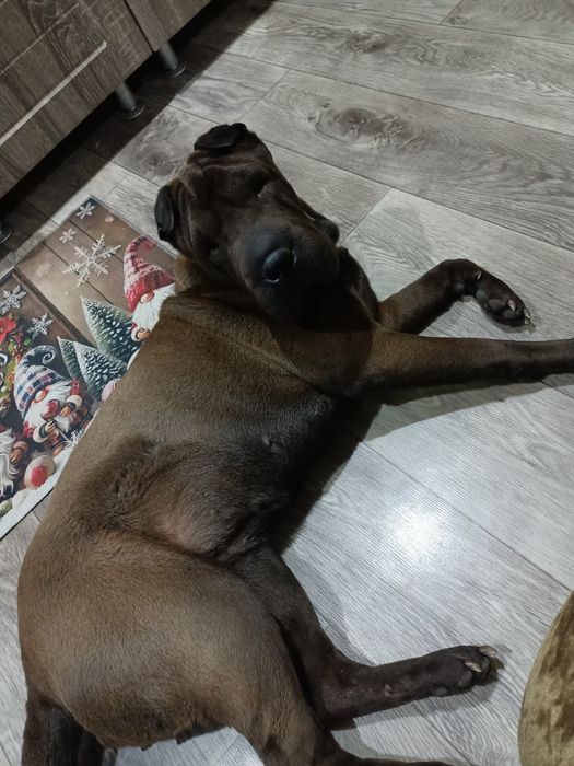 Продам шарпея , девочка чистокровная