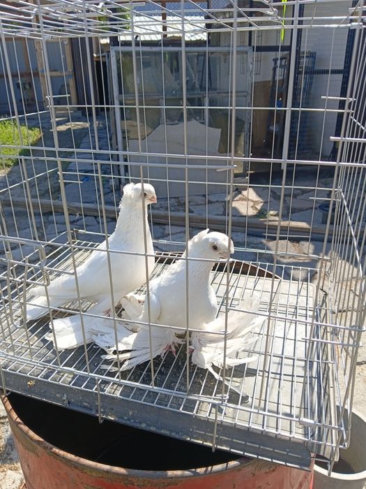 Продам 3 пары голубей