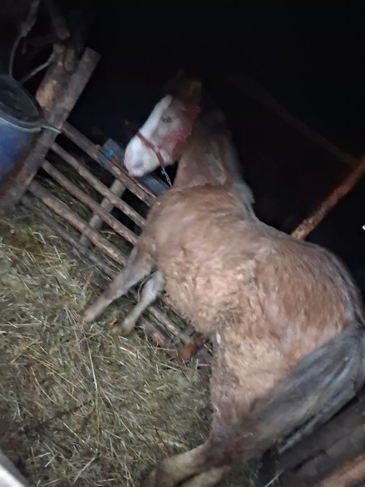 Vând mânz de 7 luni preț 3200 lei mai multe detali in prvat .