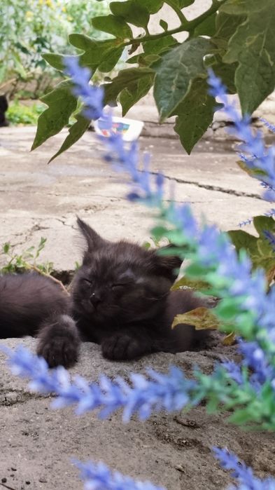 Кошки шотландские скотиш чистая порода 2 месяца