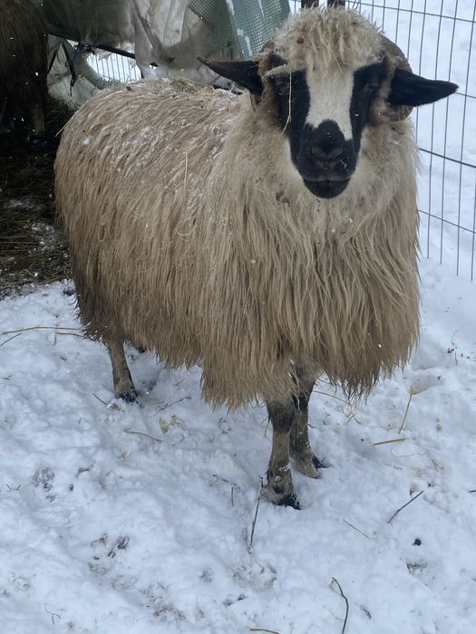 Vand o mioara gestanta si mare oie dei mama buna