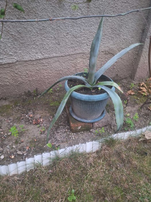 Aloe Vera(Agave americane)