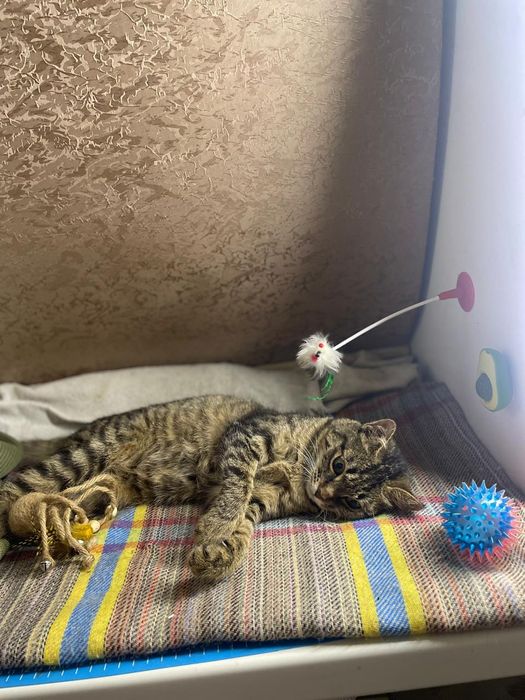 Отдам котенка девочка в добрые руки