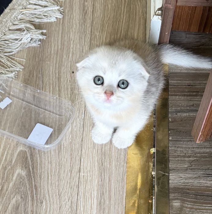 Распродажа котята шиншиллы вислоухие