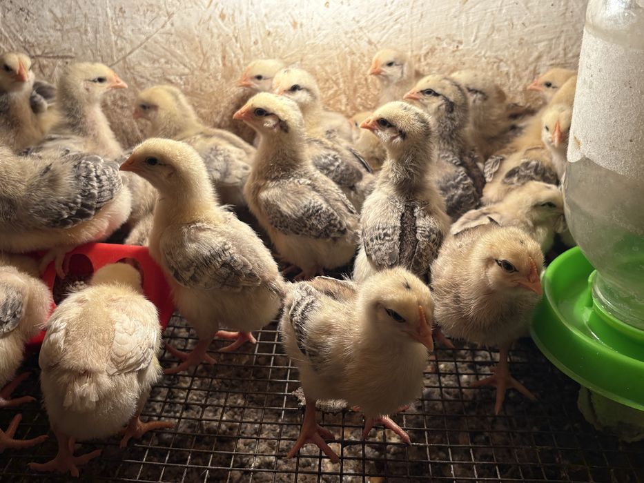 Цыплята , балапан