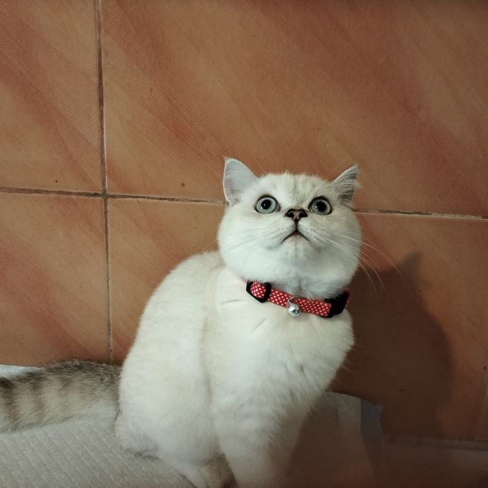 British , baietel disponibil! 5 luni. Parintii cu pedigree.