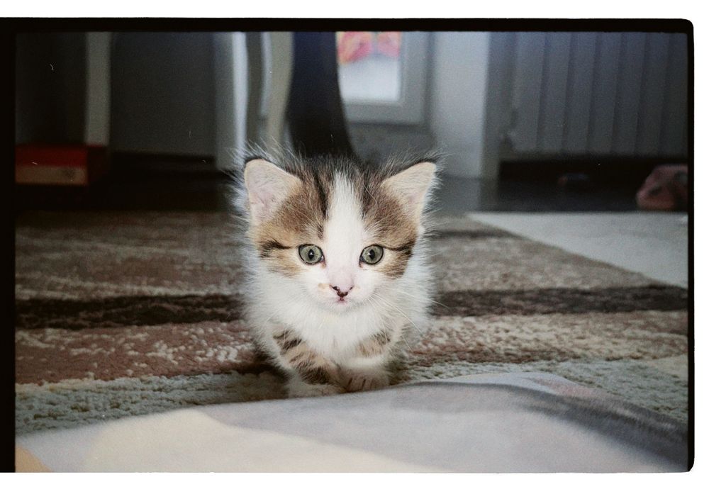 отдаю месячнего котенка
