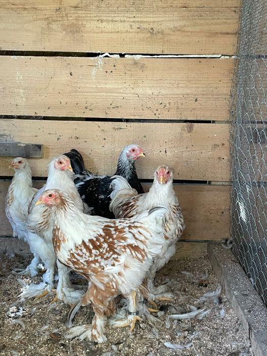 Brahma  somon si white gold