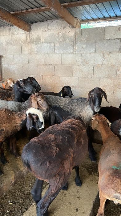 Продажа баран кой сатылады