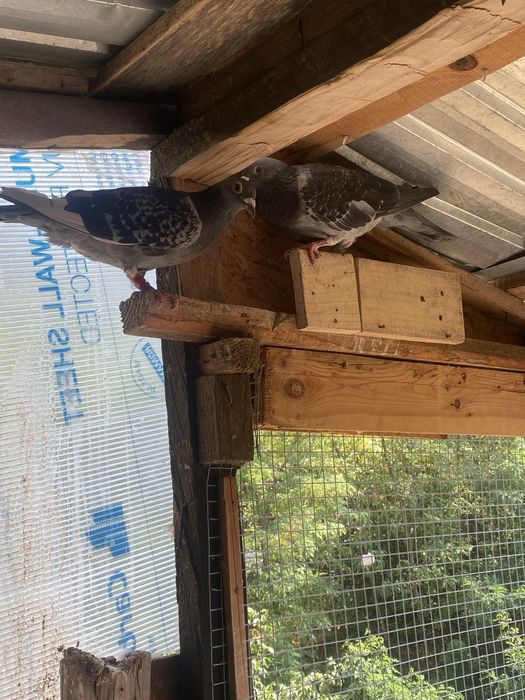 Vand porumbei voiajori