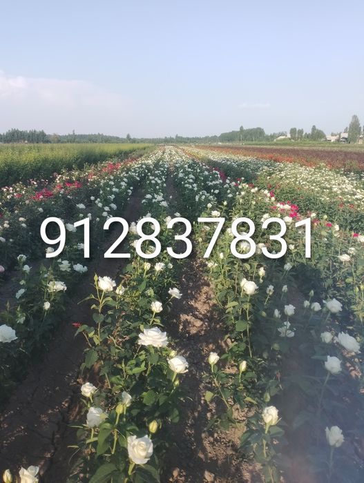 Дехкончилик гарантия качества