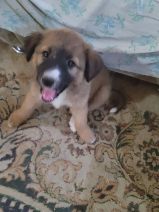 Пристраивается щенок мальчик возраст 1.5 месяца