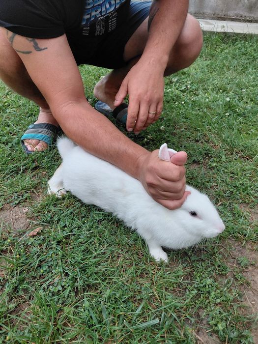 Iepuri albi, ochii albaștri cu negru, foarte frumoși, vârstă 5 luni
