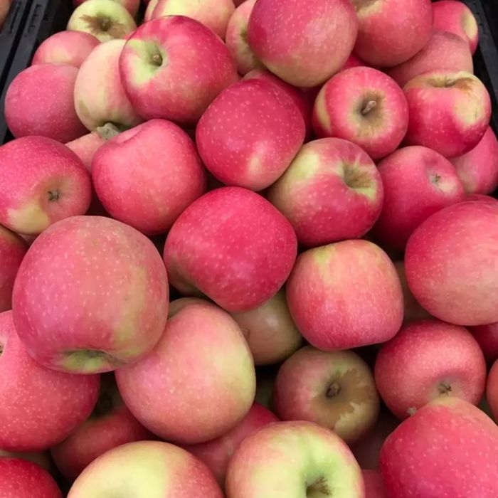 Pomi Fructiferi  mar soiul  pink lady