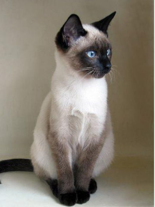 Тайская кошка 4месец