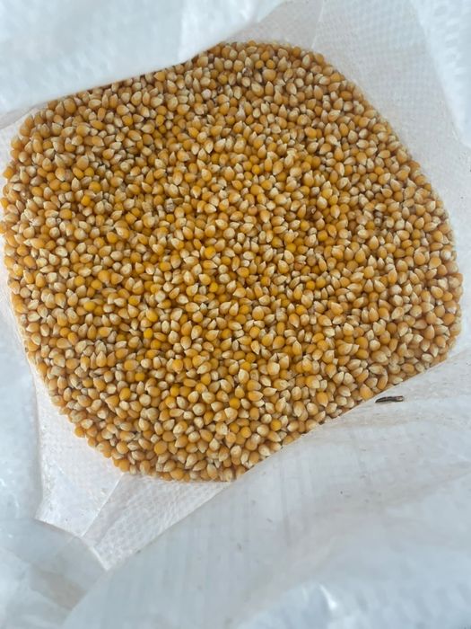 Попкорн кукуруза