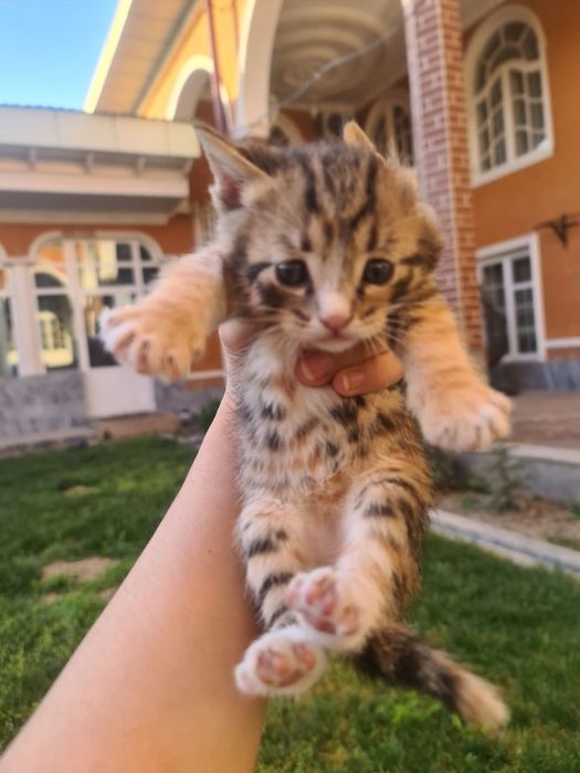 Mushikchalar sotiladi 1. Yarim oylik