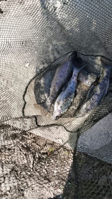 Малёк 80гр радужная форель