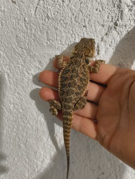 Брадата Агама / Pogona vitticeps