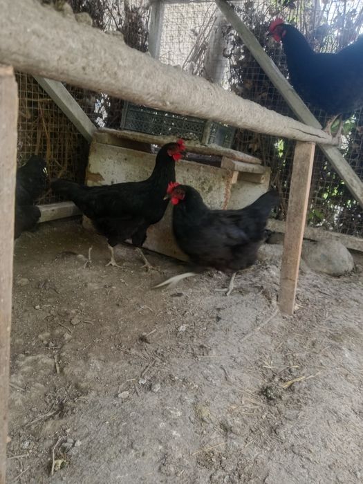 Qora tovuqlar uxayin 2 ta 3 anjon qora