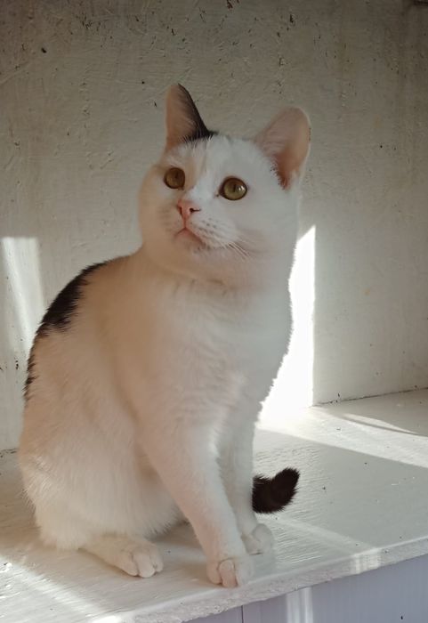 Котенка в добрые руки!