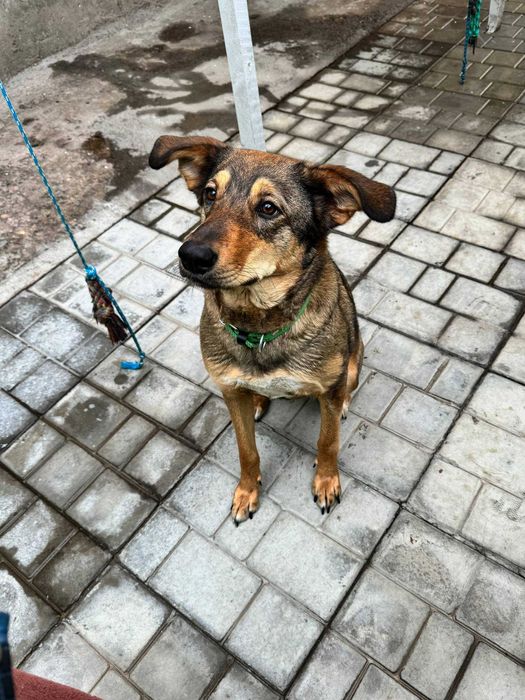 Отдам собаку ТОЛЬКО в хорошие руки