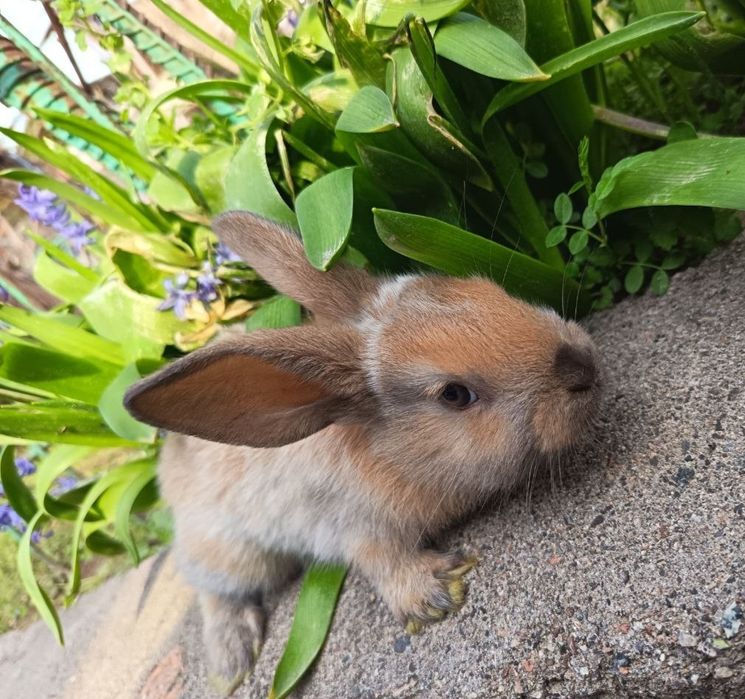 Декоративные крольчата