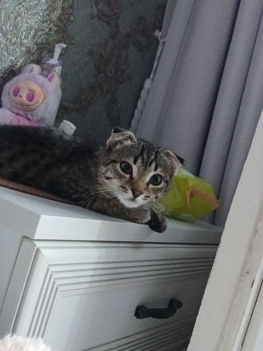 Шотландский котёнок срочно