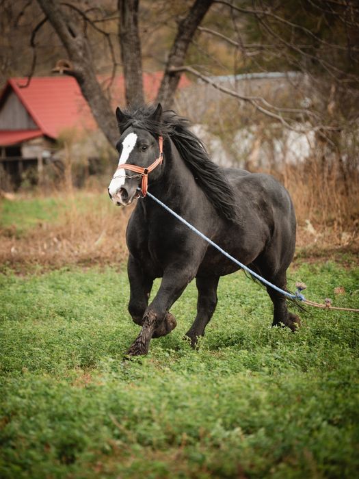 Cal semigreu vârsta de 6 ani
