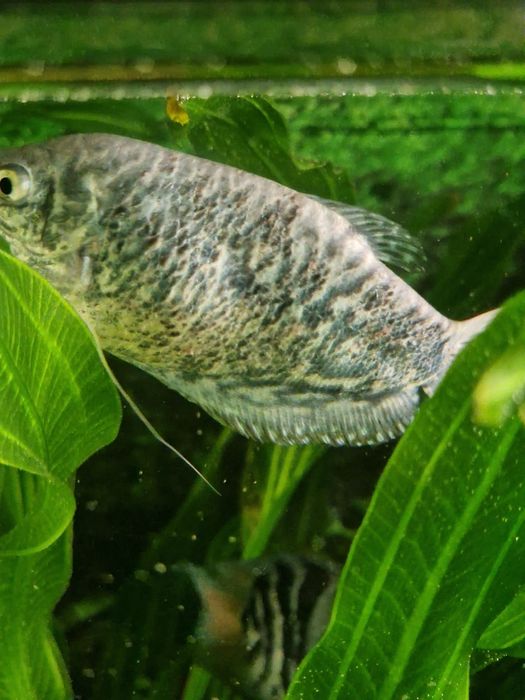 Продам аквариумных рыбок