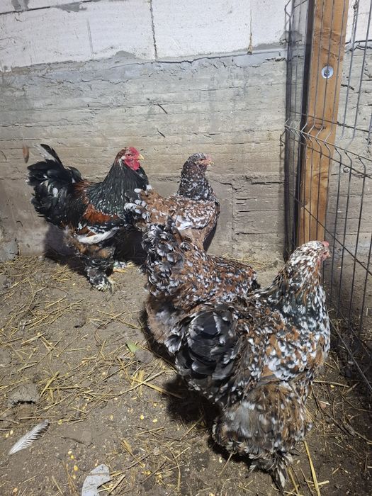 Ouă disponibile din rasele Brahma Portelan. Si rasa Marans .