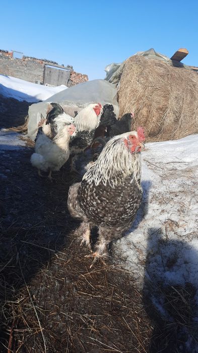 Петуххххх  Брама