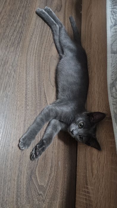 Отдам котенка в хорошие руки
