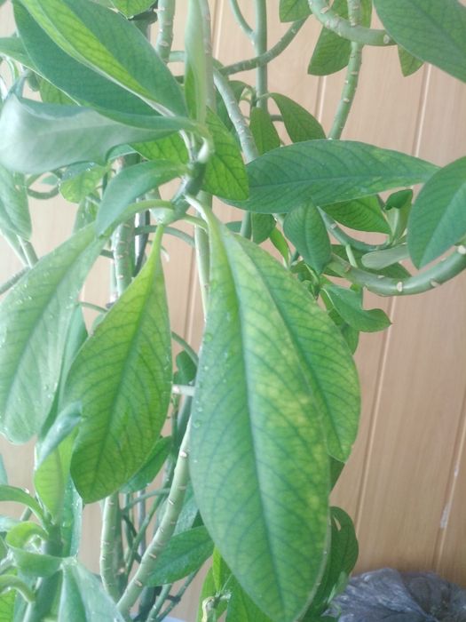 Лимонник для офиса.