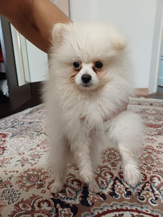 Продаётся щенок немецкого шпица