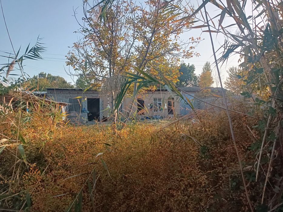 Sotaman uzimni dala xavlim