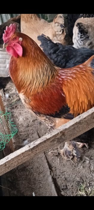 Продаются яйца брамы