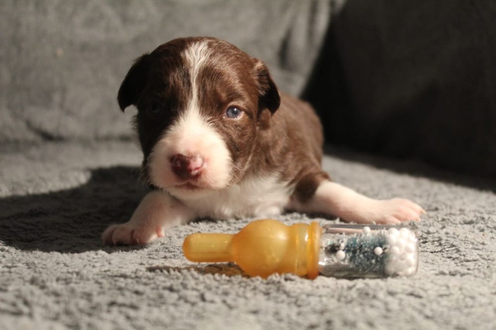 щенок бордер колли