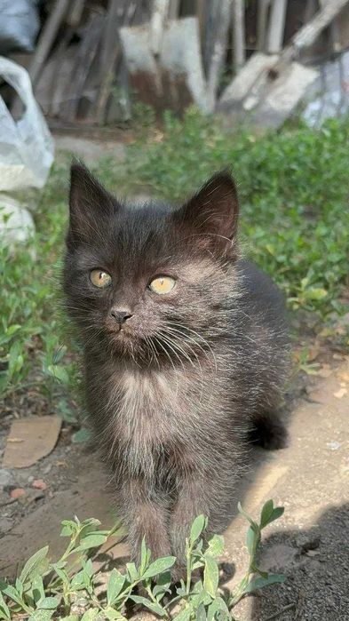 Отдам котят в добрые руки (Боралдай)