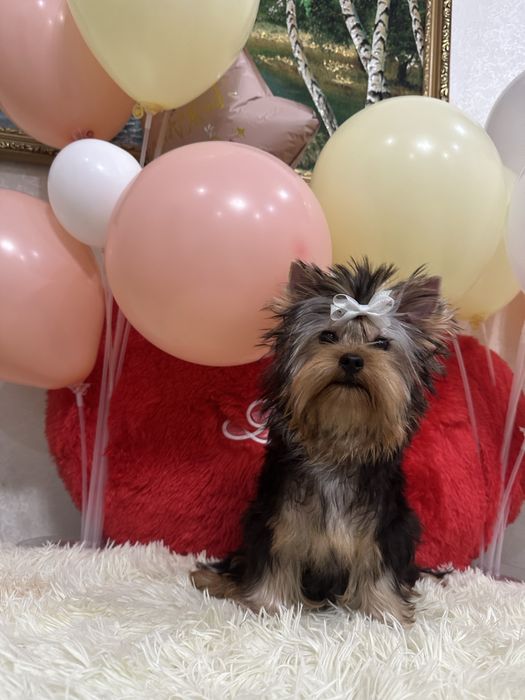 Супер малыш йоркширский терьер