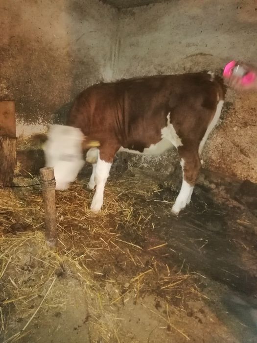 Vacă și viteaua de vânzare