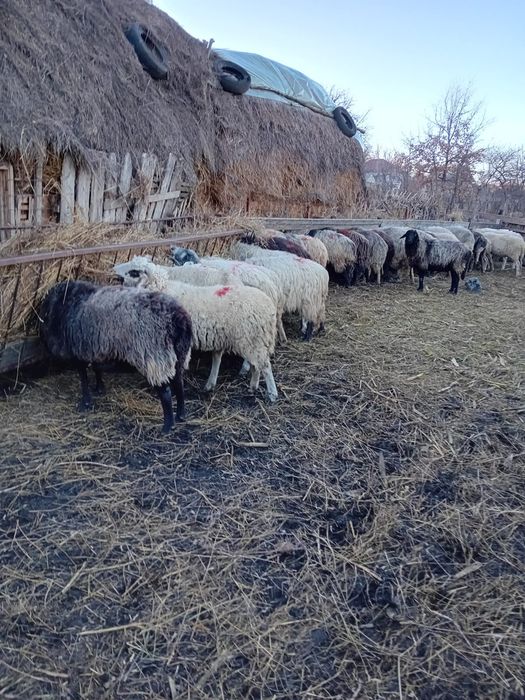 Vând 10 oi Karakul gestante