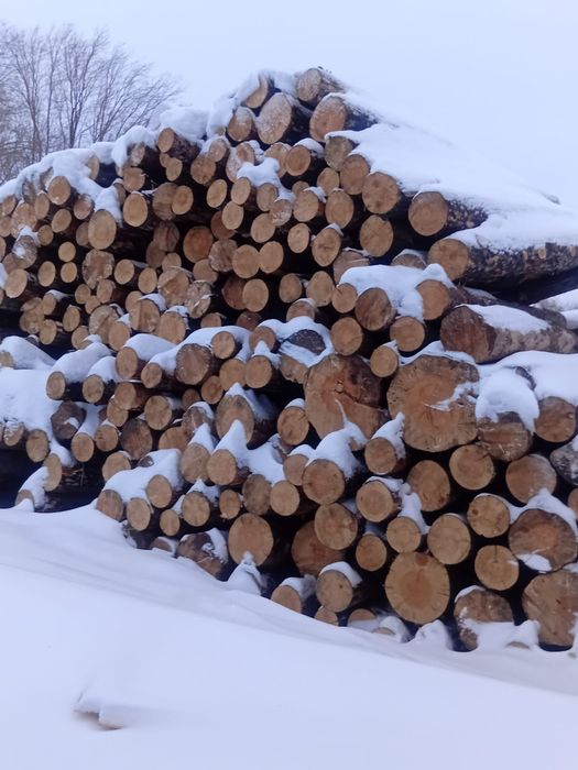 Кругляк низкие цены