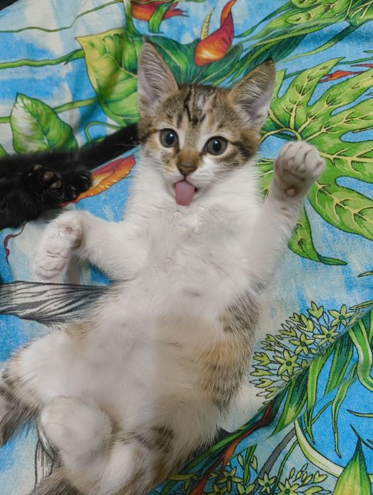 Отдам котят в хорошие руки