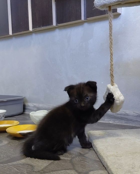 Котята бесплатно