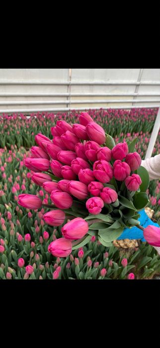 Тюльпан к 8 марта