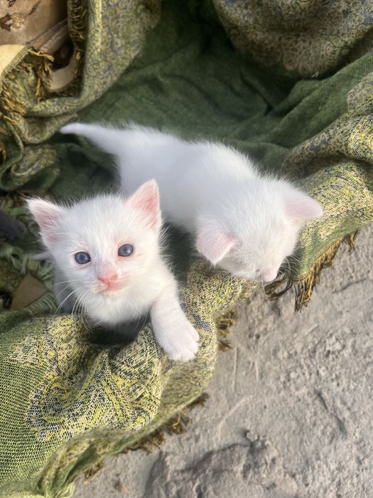 Отад котят в хорошие руки