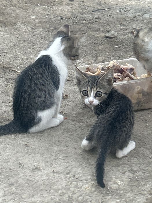 кошки 2месяц бесплатно!